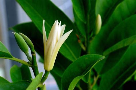 白蘭花 種植|白蘭花四種繁殖技巧，扦插、嫁接、播種、壓條，總有一種你能上。